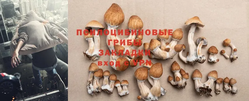 Галлюциногенные грибы Cubensis  купить наркоту  Боровичи 